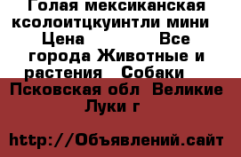 Голая мексиканская ксолоитцкуинтли мини › Цена ­ 20 000 - Все города Животные и растения » Собаки   . Псковская обл.,Великие Луки г.